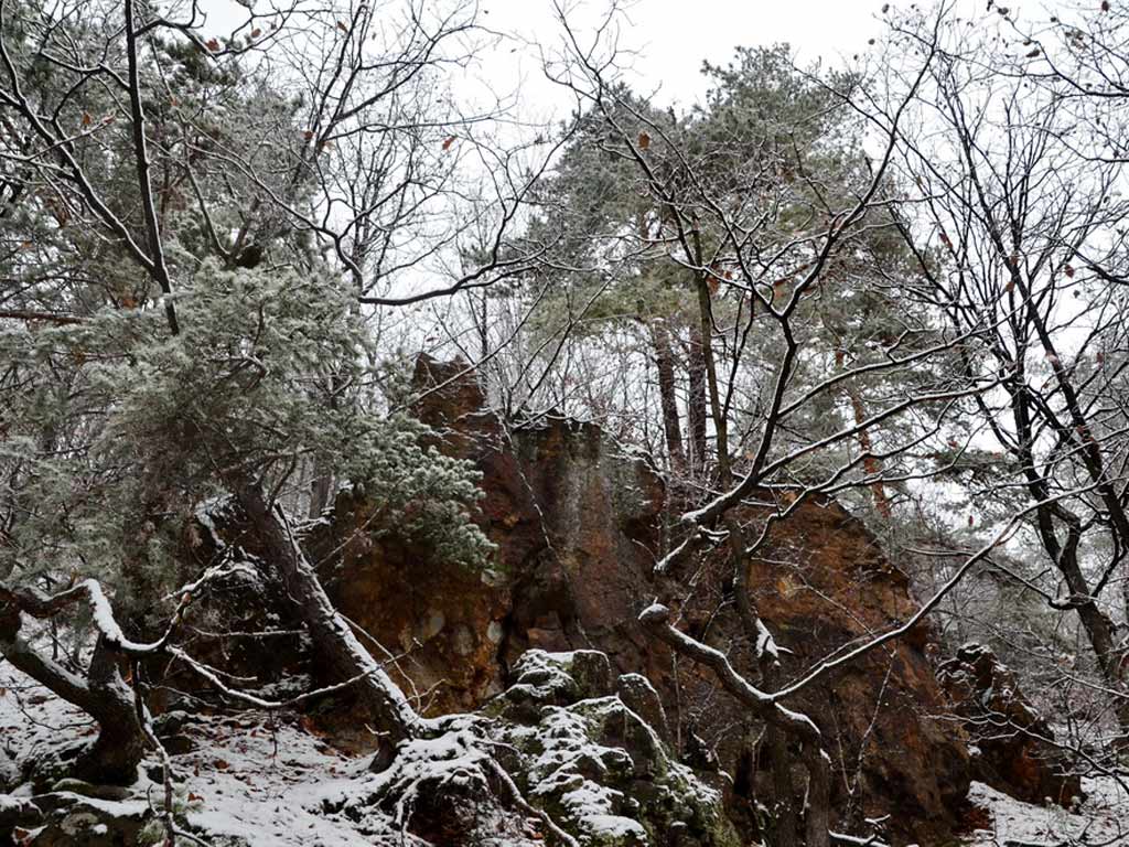 Foto Pini silvatici (c) Lucian Petru Goja